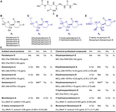 Expanding structural diversity of 5′-aminouridine moiety of sansanmycin via mutational biosynthesis